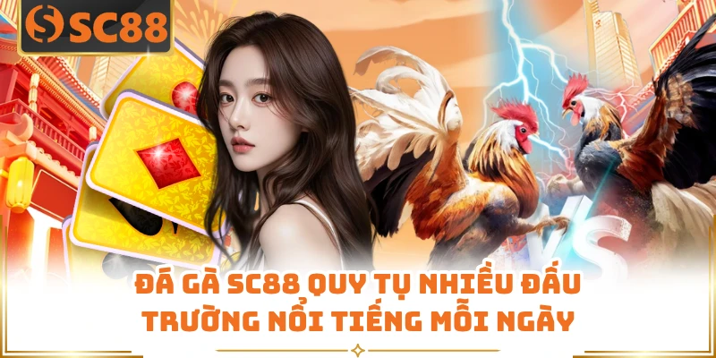 Đá gà SC88 quy tụ nhiều đấu trường nổi tiếng mỗi ngày